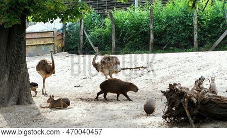 Budapest, Hungary - July 5, 2018: In The Zoo, Animals Walk Together, Such As Ostriches, Large Sea Sw