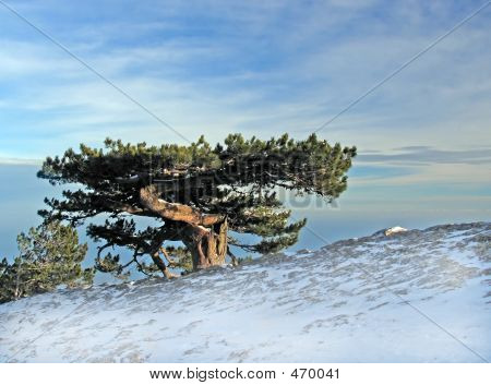 Vieil arbre