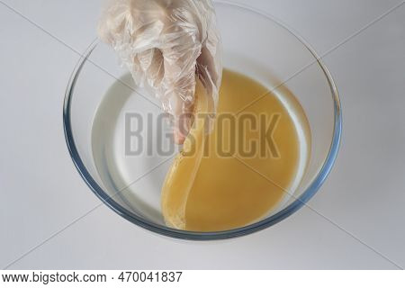 A Person Puts A Scoby Or Fungus In A Glass Bowl Of Water To Wash The Tea Mushroom For Fermentation. 