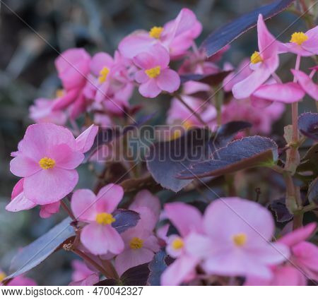 The Pink Flower Head Inflorescence Of The Pelargonium, Also Known As Pelargonium. The Plant In The P