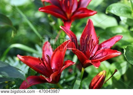 Beautiful Lily Flowers With Large Leaves, Blooming Flowers On A Flower Bed In The Park.