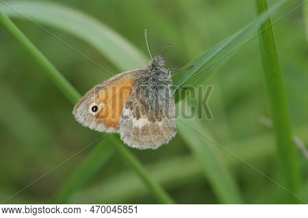 Natural Closeup On A Small Heath Butterfly, Coenonympha Pamphilus , Hiding Among The Green Vegetatio
