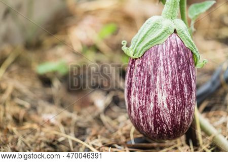 Close-up Eggplant Plant Growing In Greenhouse. Aubergine Plants In Plantation. Aubergine Vegetables 