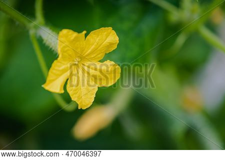 Small Cucumber With Yellow Flower And Tendrils Close-up On The Garden Bed. The Ovary Of Cucumber, Yo