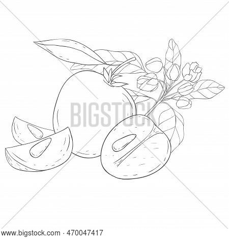 Line Art Chikoo. Elements Of Fruits And Flowers. Vector Illustration On White Background.