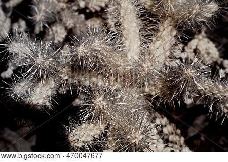 Close Up Macro Of Cholla Cactus Sepia Toned Infrared Sonora Desert Mid Summer