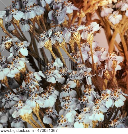 A Image Of Dry White Yarrow Flowers