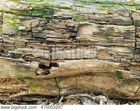Bark Pattern Is Seamless Texture From Tree. For Background Wood Work, Bark Of Brown Hardwood, Thick 