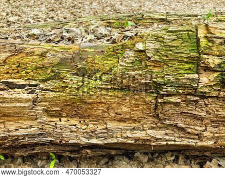 Bark Pattern Is Seamless Texture From Tree. For Background Wood Work, Bark Of Brown Hardwood, Thick 