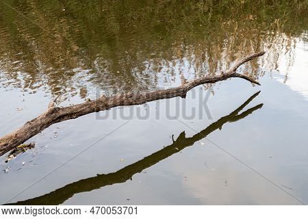 Bare Tree Branch Reflecting Int He Waterpond Of The Beauchamp Wetlands, Arles, Provence, France