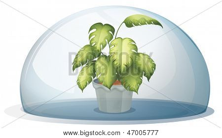 白い背景の上に附着のラウンド中は緑の植物の実例