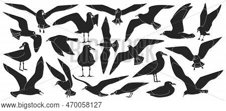 Bird Gull Vector Black Set Icon. Vector Illustration Seagull On White Background. Isolated Black Set