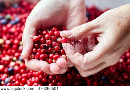 Forest Red Whortleberry In Handful For Sorting And Cleaning.