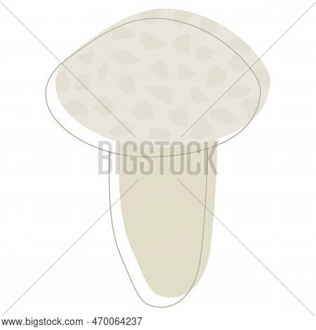 Puffball Mushroom. Edible Organic Mushrooms. Truffle. Forest Wild Mushrooms Types. Colorful Vector I