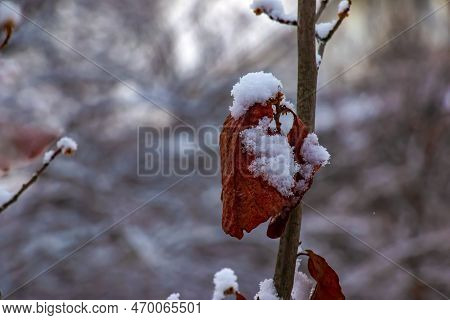Hamamelis In Winter. Yellow Leaves And Branches Of Hamamelis Virginiana Covered With Snow.