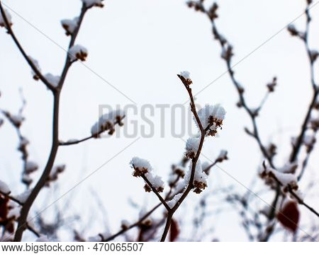 Hamamelis In Winter. Yellow Leaves And Branches Of Hamamelis Virginiana Covered With Snow.