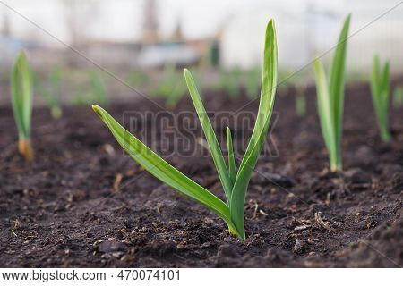 Garlic Sprouts Sprouting From The Soil. Illustration On The Theme Of Spring And The New Agricultural