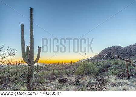 Sunset With Beautiful Green Cacti In Tuscon, Arizona