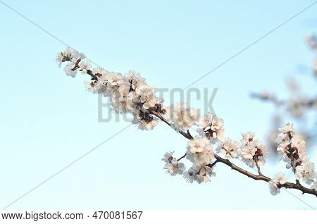 A Young Cherry Tree In The Garden Blossomed In The Spring