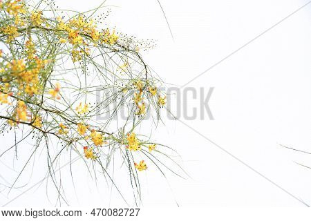 Parkinsonia Aculeata Yellow Flowers Beutiful On Isolated Background