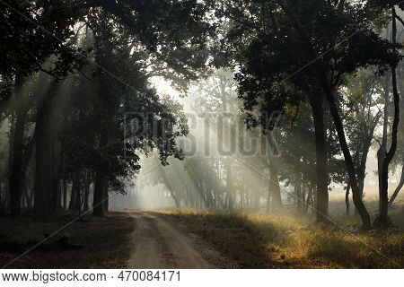 Morning Sun Rays Breaking Through The Trees, Over A Gravel Road In Kanha Forest. Kanha National Park