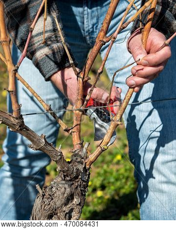 Farmer Pruning The Vine In Winter. Agriculture.
