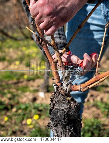 Farmer Pruning The Vine In Winter. Agriculture.