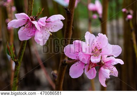 Delicate Pretty Flowering Sprigs Of Peach Or Nectarine In Spring.
