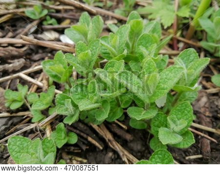 Young Peppermint Sprouts. Sprouts Of Lemon Balm Appeared In The Garden. Mint Pecked In The Oglorod -