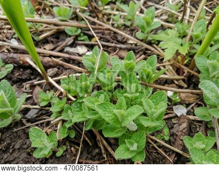 Sprouts Of Lemon Balm Appeared In The Garden. Mint Pecked In The Oglorod - The First. Spring Sprouts