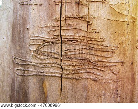 An Old Tree Trunk Without Bark Gnawed Through By Wood Worms With Worm Traces, Background