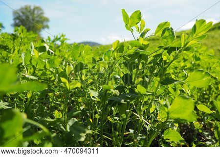 Field With Green Clover. Organized Planting Of Clover. Clover Trifolium, A Genus Of Plants In The Le