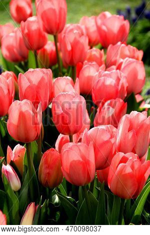Thousands Of Bright Red Tulips Illuminated By Sunlight Close Up At Goztepe Park During The Tulip Fes