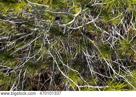 Pine Branches Is With Young Cones. Background