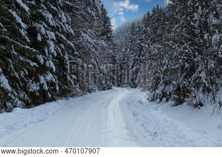 Snow Covered Winding Road Among Snowy Fir Trees In Mountain. Winter Landscape In Slovakia.  Janska V