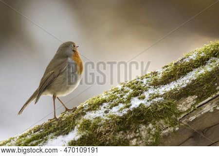 A Robin Songbird Looking For Food In Winter, Sitting On A Branch Of A Tree In The City Forest Of Fra