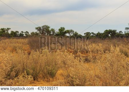 Beautiful African Landscape, Green Acacia And Yellow Grass. Waterberg Plateau National Park, Namibia