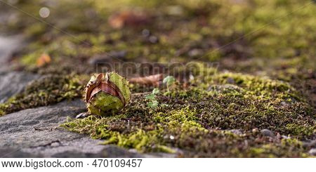 Horse Chestnut Aesculus Hippocastanum On A Green Moss. Autumn Background With Ripe Brown Horse Chest