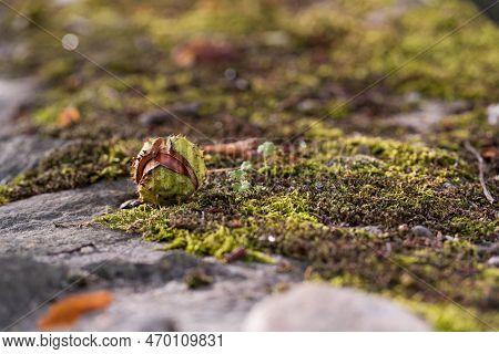 Horse Chestnut Aesculus Hippocastanum On A Green Moss. Autumn Background With Ripe Brown Horse Chest