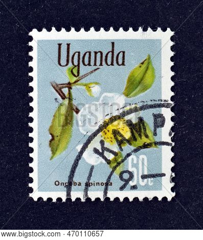 Cancelled Postage Stamp Printed By Uganda, That Shows Snuff-box Tree (oncoba Spinosa), Native Flora,