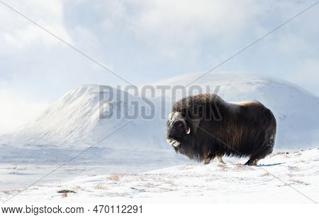 Close Up Of A Musk Ox In Dovrefjell Mountains In Winter, Norway.
