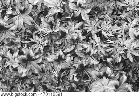 Blooming Azalea Flowering Shrub With Pink Petals Flower Background