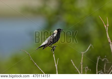 Bobolink (dolichonyx Oryzivorus). During Breeding Season, This Species Prefers Open Grasslands With 