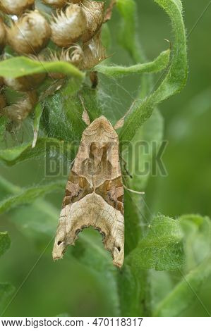 Detailed Closeup Of The Angle Shades Moth, Phlogophora Meticulosa Hanging In The Vegetation