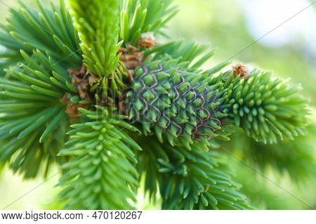Pineapple Pseudocone Galls On Norway Spruce Is Created By Sacchiphantes Viridis In Complicated Devel