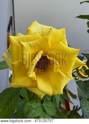 Beautiful Yellow Rose Flower In The Fragrant Garden