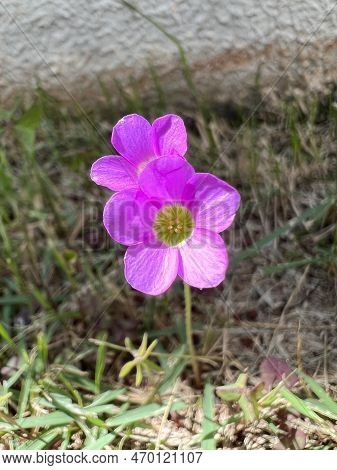 Beautiful Pink Flower In The Fragrant Garden