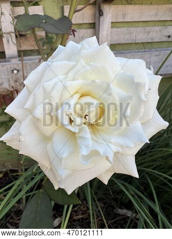 Beautiful White Flower In The Fragrant Garden