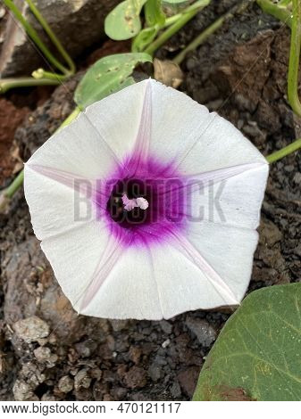 Beautiful White Flower In The Fragrant Garden
