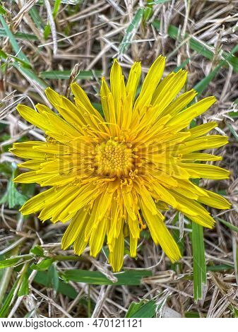 Beautiful Dandelion Flower Macro Photography Close Up